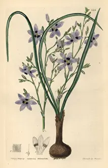 Shrubbery: Conanthera trimaculata