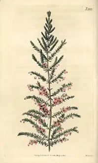 Concave: Concave heath, Erica concava