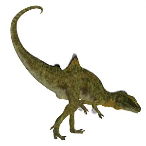 Prowling: Concavenator dinosaur on white background