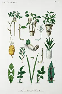 Horticultural: Concepts of horticulture