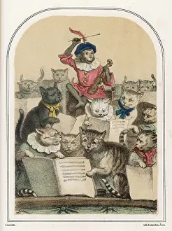 Chats: CONCERT DES CHATS