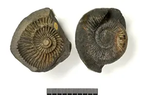 Tithonian: Concretions with ammonites (saligrams)