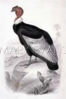 Gryphus: CONDOR CA 1840