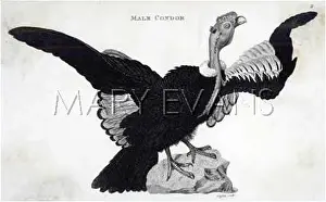 Gryphus: CONDOR (GRIFFITH)