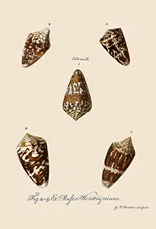 Seashell: Five Cone Shells