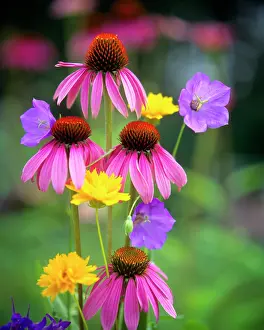 Persistent: Coneflowers Echinacea Purpurea Eastern Purple