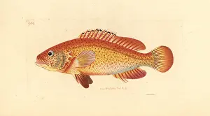 Fulva: Coney fish, Cephalopholis fulva