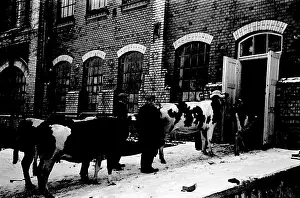 Jirikov: Confiscated livestock
