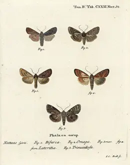 Conformist: Conformist, double dart, scarce brindle and silver arches