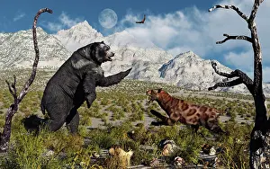 Vulnerability: Confrontation between an Arctodus bear and a Sabre-Toothed ?
