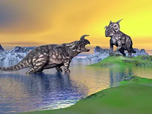 Einiosaurus: Confrontation between two Einiosaurus dinosaurs