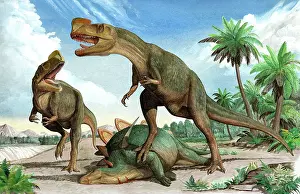 Stegosaurus: Confrontation between two Kileskus aristotocus dinosaurs ?