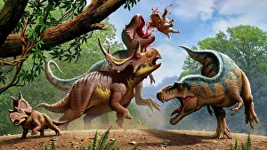 Ceratopsia: Confrontation between Lythronax and Diabloceratops