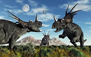 Styracosaurus: Confrontation between male Styracosaurus dinosaurs