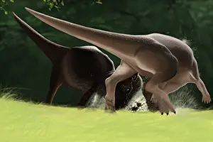 Pachycephalosaurus: Confrontation between two Pachycephalosaurus dinosaurs
