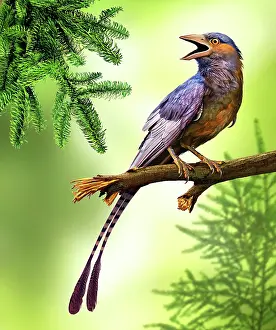 Limbs: Confuciusornis bird perched on a tree limb