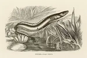Conger: CONGER EEL