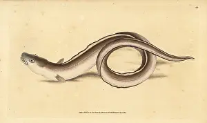 Conger: Conger eel, Conger conger