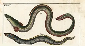 Conger: Conger eel and European eel