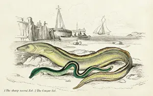 Conger: CONGER EEL & SHARP NOSED