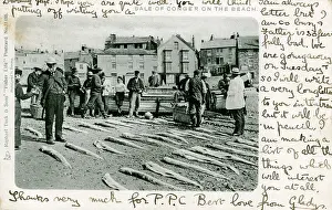 Conger: Conger Eels for sale on a beach, Unknown location