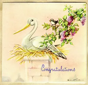 Congratulations: Congratulations card, Stork on her nest