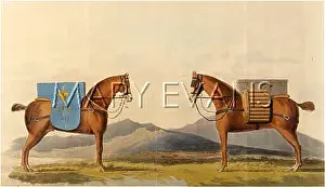 Congreve: CONGREVE/AMMO HORSES