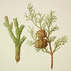 Pinophyta: Conifer watercolour by Franz Bauer