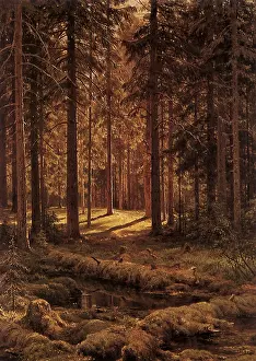 Gently: Coniferous Forest on a Sunny Day