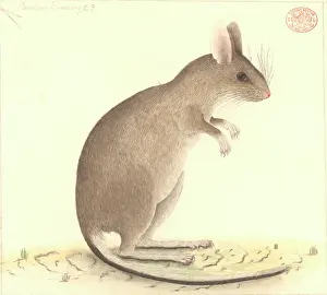 Lagomorpha: Conilurus albipes, white-footed tree-rat