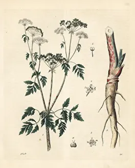 Maculatum: Conium maculatum