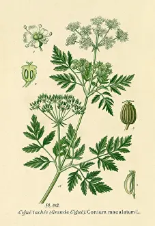 Maculatum: CONIUM MACULATUM