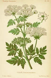 Maculatum: CONIUM MACULATUM