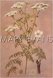 Maculatum: CONIUM MACULATUM