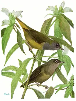 Warbler: Connecticut Warblers