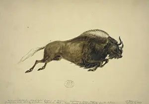 Locomotion: Connochaetes gnou, black wildebeest