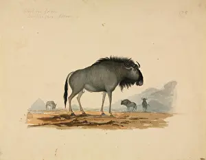 Cornwallis: Connochaetes taurinus, Blue wildebeest