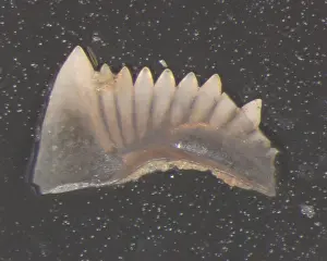 Fife: Conodont, Hindeodus cristulus