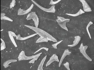 Ordovician: Conodonts, tooth like fossils