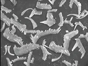 Silurian: Conodonts, tooth like fossils