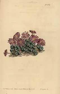 Succulent: Conophytum minutum