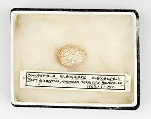 Ornithological: Conopophila albogularis egg, Gould Collection