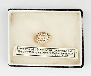 Ornithological: Conopophila albogularis egg, Gould Collection
