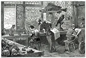 Gesner: CONRAD GESNER'S STUDY