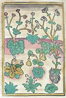 Conradus: Conrad of Megenberg, Flora, 15th Century