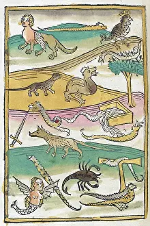 Gryphon: Conrad of Megenberg, Mythological Creatures, 15th Century