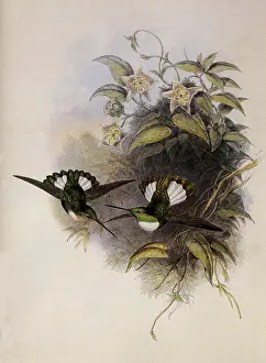 Conradi: Conrad's Inca, Bourcieria Conradi