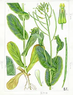 Mustard: Conringia orientalis - hare's ear mustard