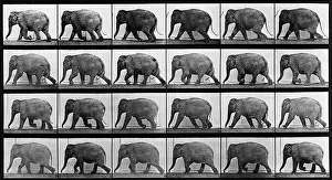 Eadweard: Consecutive images of an elephant walking. ?