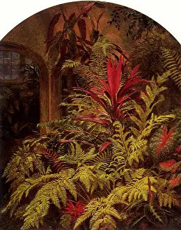 Ferns: The Conservatory